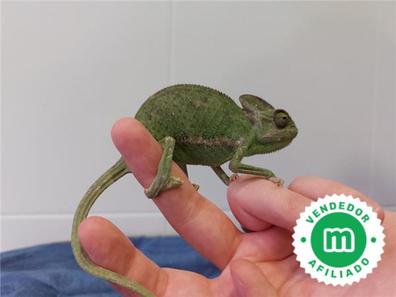 Geckos, tortugas, serpientes y adopción y compra venta en Alicante Provincia | Milanuncios