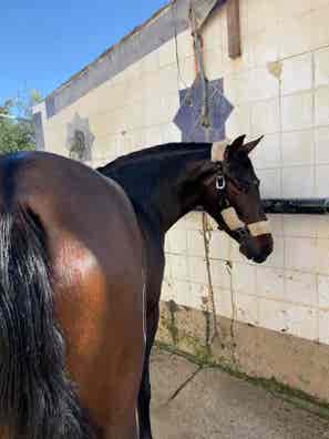 Compra venta de caballos, transporte y segunda en Sevilla | Milanuncios
