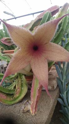 Stapelia Muebles y accesorios de jardinería de segunda mano baratos |  Milanuncios