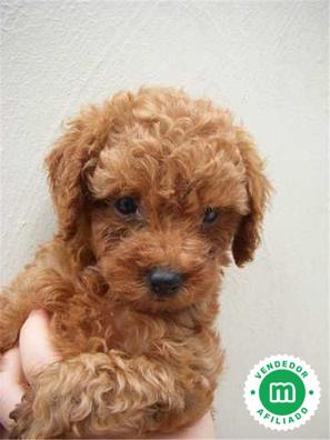 Poodle micro toy clearance apricot