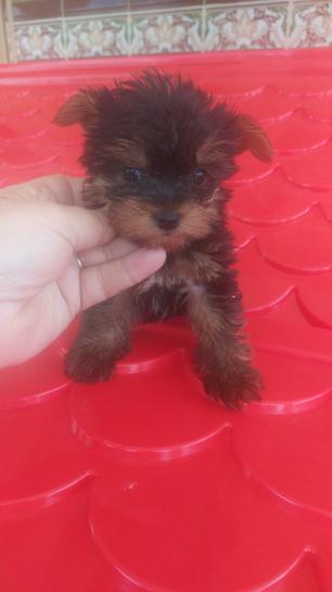 YORSHIRE TERRIER TOY