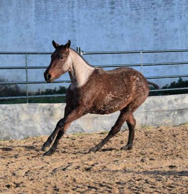 caballo árabe ruano azul