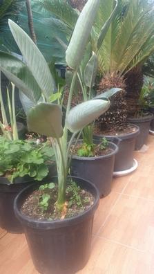 Ave del paraiso Plantas de segunda mano baratas | Milanuncios