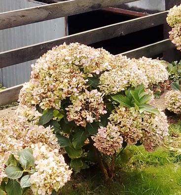 Hortensias Plantas de segunda mano baratas en Valladolid | Milanuncios