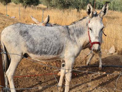 Burros. Compra venta de yeguas al mejor precio y adopción en Ciudad Real  Provincia | Milanuncios