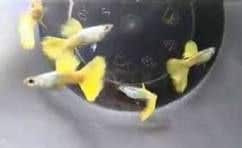 Milanuncios - Guppy Golden Yellow / Micariff enviamos