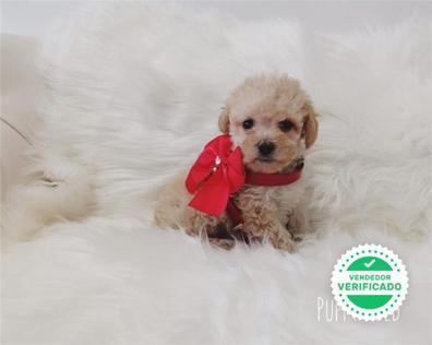 Superior No de moda selva MILANUNCIOS | Caniche toy Caniches en adopción. Compra venta y regalo de  cachorros y perros en Barcelona