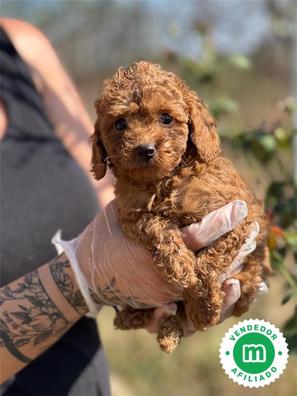 cuanto cuesta un caniche rojo