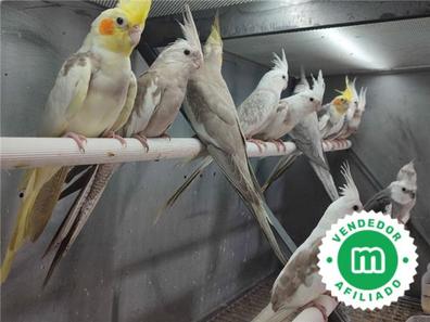 Comparar Produce superficial Ninfas Pájaros. Compra venta de pájaros, jaulas y accesorios | Milanuncios