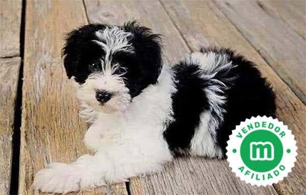 Milanuncios - Schnooder