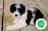Milanuncios - Schnooder