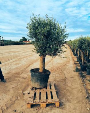 Comprar Árboles Frutales De Raíz Descubierta
