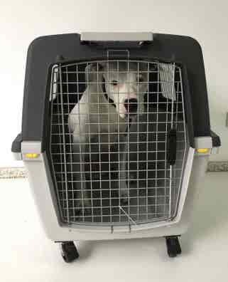 Transportin perro en venta en Alicante Provincia | Milanuncios