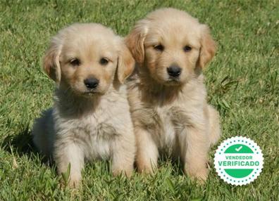Milanuncios Golden Retriever En Adopcion Compra Venta Y Regalo De Cachorros Y Perros En Baleares