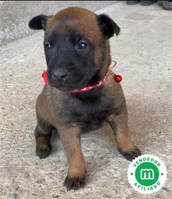 Mezcla pastor aleman belga Perros en adopción, compra venta de ...