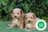 Milanuncios - pomapoo