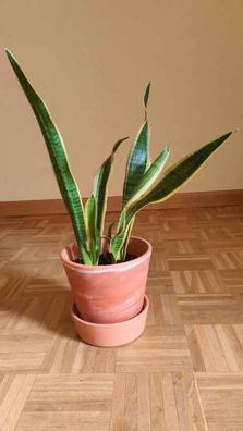 PLANTA NATURAL (LENGUA DE SUEGRA) SANSEVIERIA LAURENTII 50CM PERFECTA PARA  INTERIOR