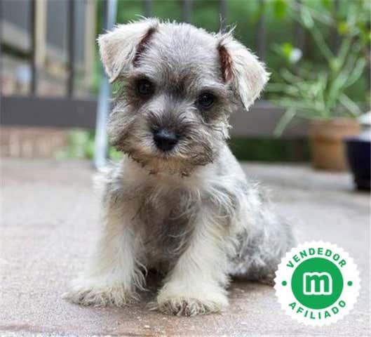 Milanuncios - SCHNAUZER