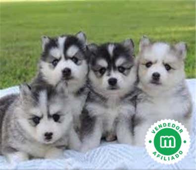 Pomsky Perros en adopción, compra venta de accesorios y servicios para ...