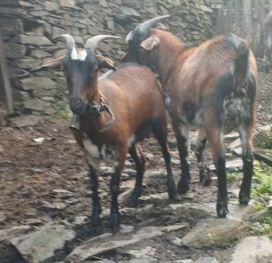 Leche de Cabra La Alpinita comprar en Santo Domingo