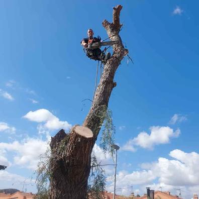 Tala y poda de pinos palmeras Otros muebles y accesorios de jardinería de  segunda mano baratos en Valencia | Milanuncios