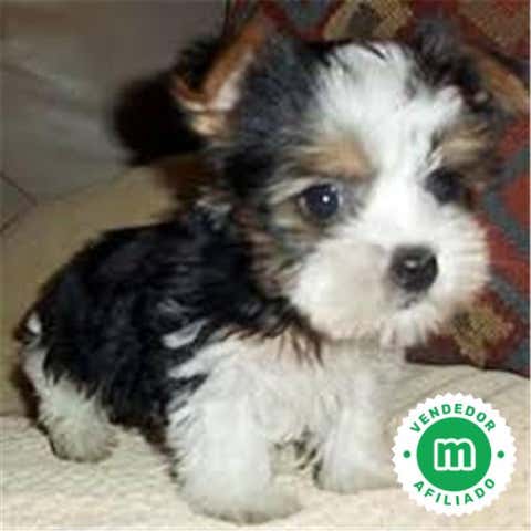 Milanuncios - Yorkhisre wiber