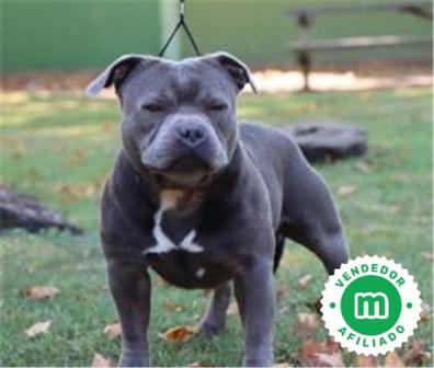 el staffordshire bull terrier crece grande