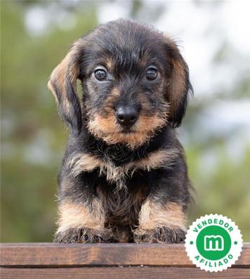 como quitar el tinte de pelo de un perro