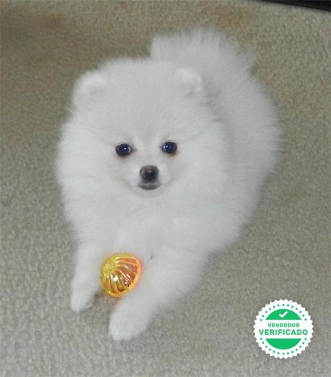 Milanuncios Pomerania Blanco Perros En Adopcion Compra Venta De Accesorios Y Servicios Para Perros