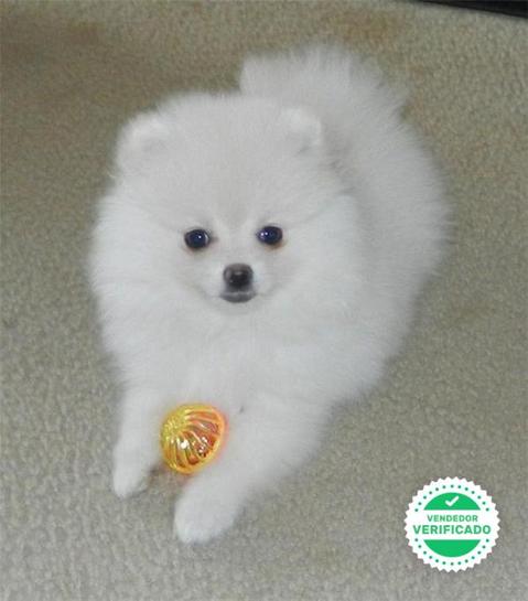 Milanuncios Compra Venta De Perros Pomerania Blanco Regalo De Cachorros