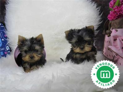 Peso Yorkshires en adopci n. Compra venta y regalo de cachorros y