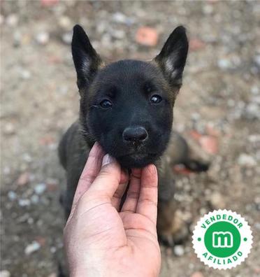 Preços baixos em Pastor Belga groenendael colecionável