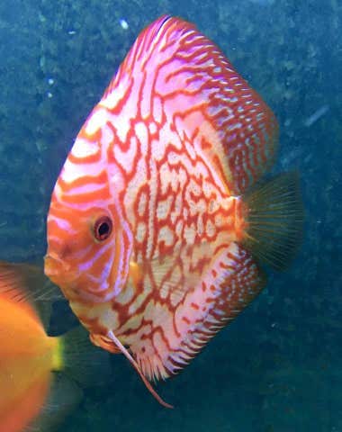 Milanuncios - Se vende pez Arowana junto con el equipa