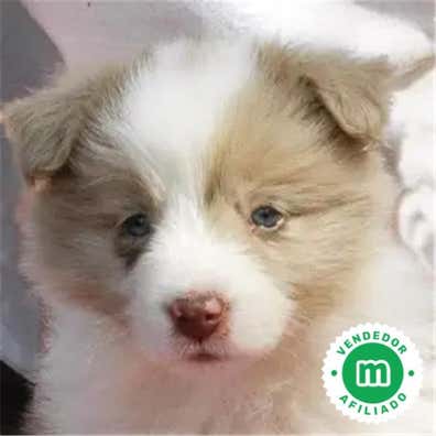 Border collie en venta | Milanuncios