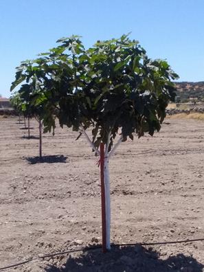 Tutores para arboles Plantas de segunda mano baratas | Milanuncios