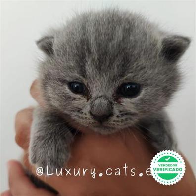 Milanuncios British Shorthair Gatos Y Gatitos En Adopcion Y Compra Venta De Accesorios Y Servicios En Malaga