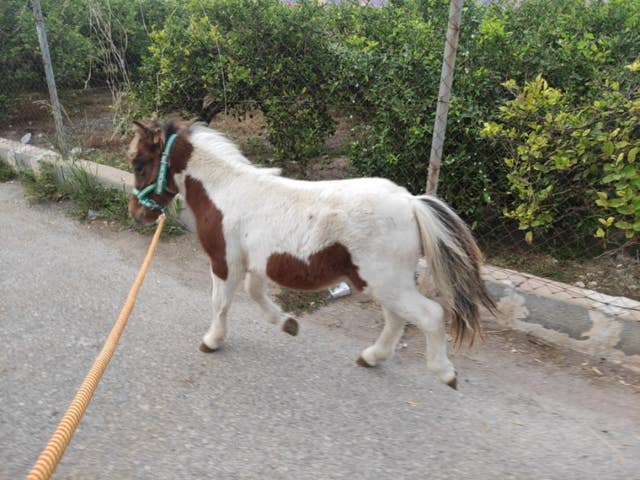 Milanuncios - PONI MINI SHEINLAN