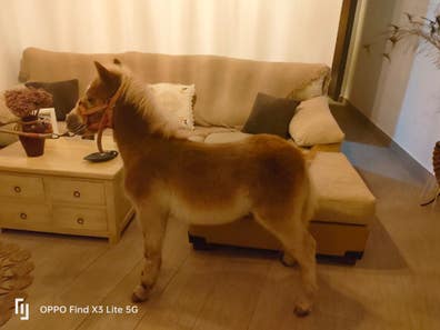 Milanuncios - pony super cariñoso