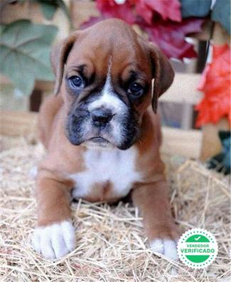 MILANUNCIOS | Cachorro boxer Boxer adopción. Compra venta y regalo de cachorros y perros en Barcelona