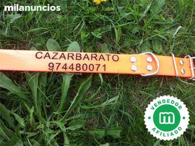 Milanuncios - collares para perros caza