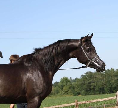 caballo árabe ruano azul