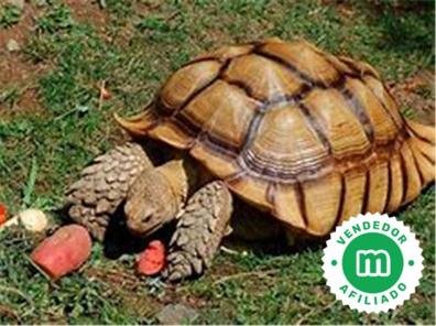 Milanuncios - filtro tortuga grande tortugas