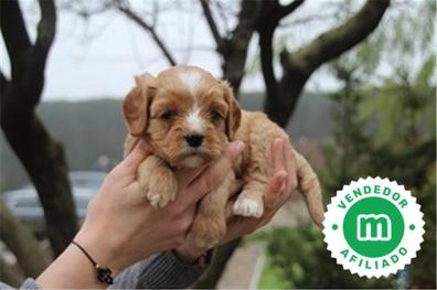 son buenos perros cavapoos