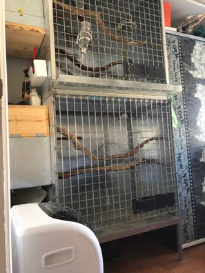 Jaulas loros Mascotas en adopción y accesorios de mascota segunda mano baratos | Milanuncios