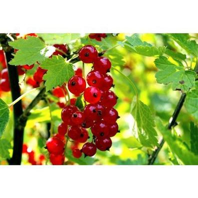 ▷ Frutos del Bosque, venta de Plantas de Frutos rojos silvestres —  Plantamus Vivero online