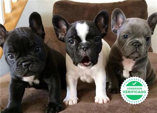 Milanuncios Bulldog Frances Negro Perros En Adopcion Compra Venta De Accesorios Y Servicios Para Perros