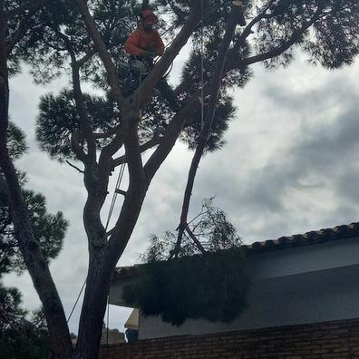 Arboles Plantas de segunda mano baratas en Cataluña | Milanuncios