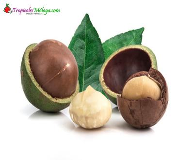 Macadamia Plantas de segunda mano baratas | Milanuncios