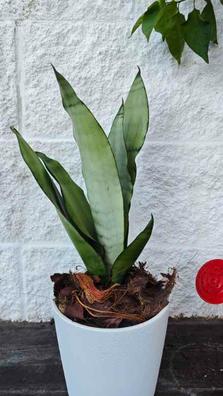 Planta natural lengua de suegra de segunda mano por 35 EUR en Barcelona en  WALLAPOP