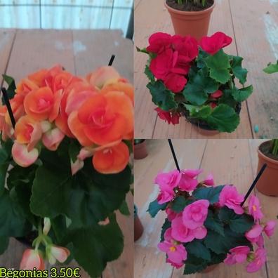 Begonia Plantas de segunda mano baratas | Milanuncios